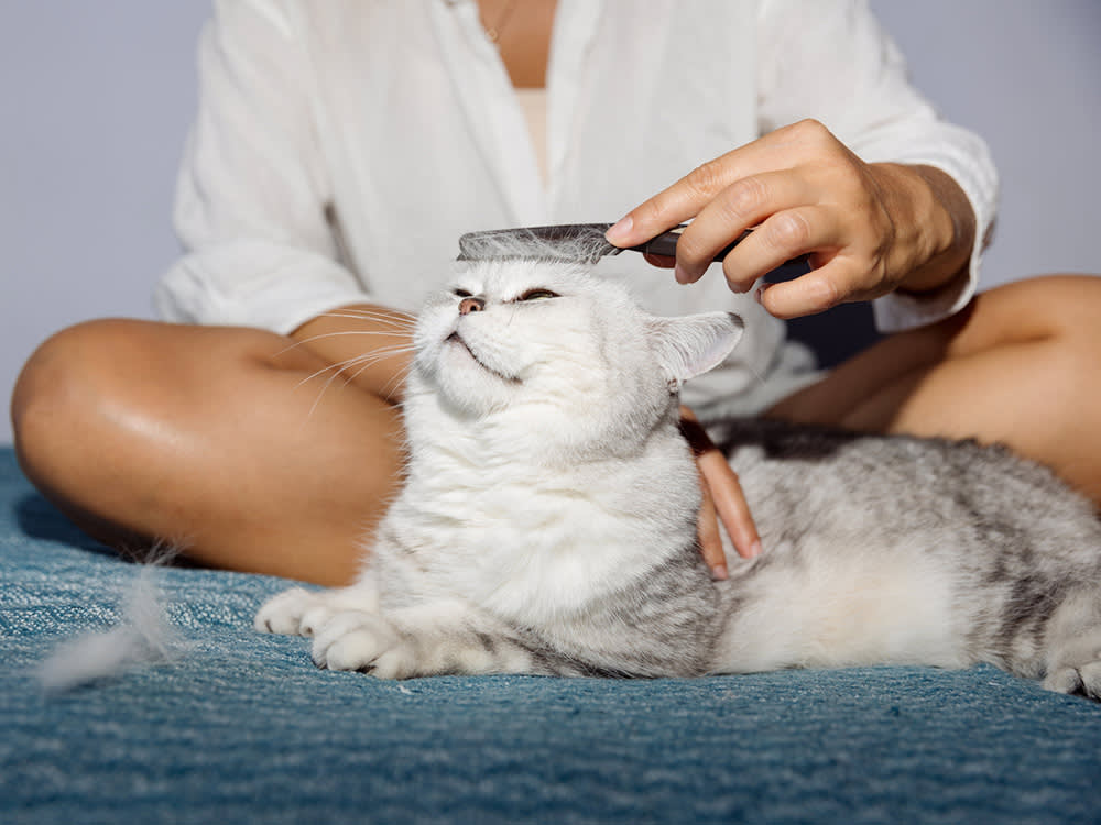 Only 5% of a Flea Problem Lives on Your Cat. Here's the Other 95%.