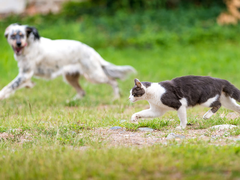 Your Cat Is a Sprinter and Your Dog Is a Marathoner. One Neck Tendon Explains Why.