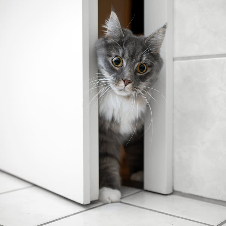 Your Cat Isn't Guarding You in the Bathroom. They Hate the Door.