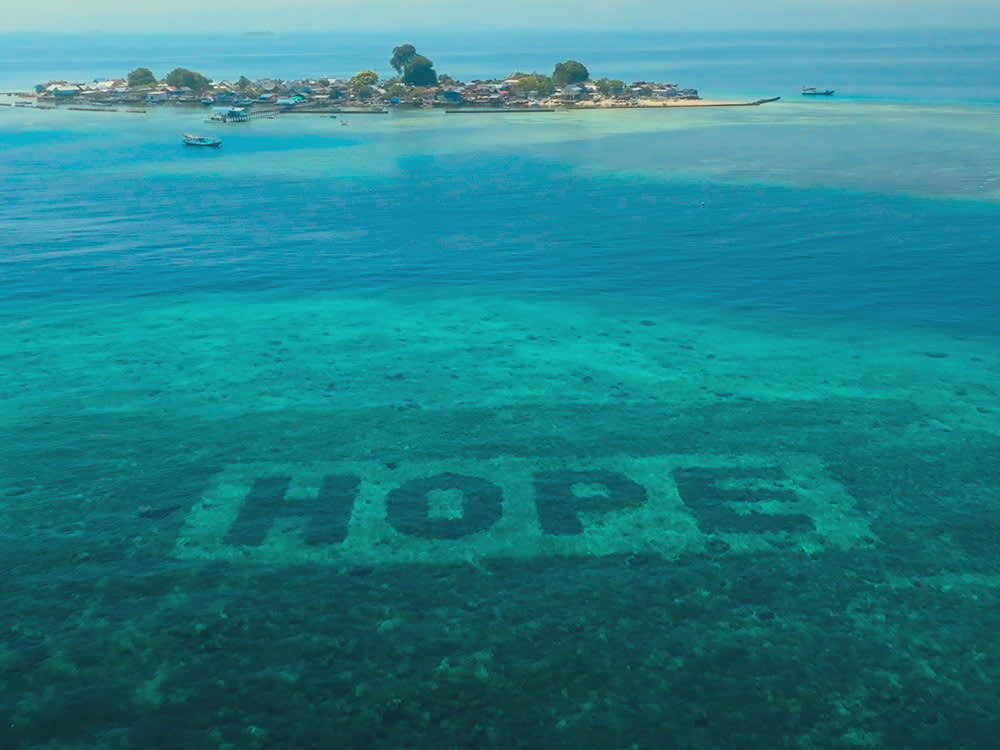 Your Cat's Dinner Is Quietly Helping Rebuild Coral Reefs