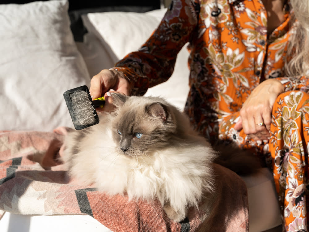 Your Cat Grooms Themselves. These 6 Tools Are the Ones Worth Buying Anyway.