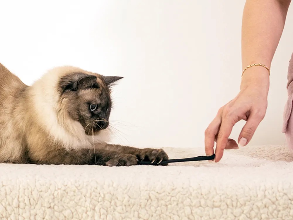 Your Cat Can't Spit Out a Hair Tie. That's the Whole Problem.