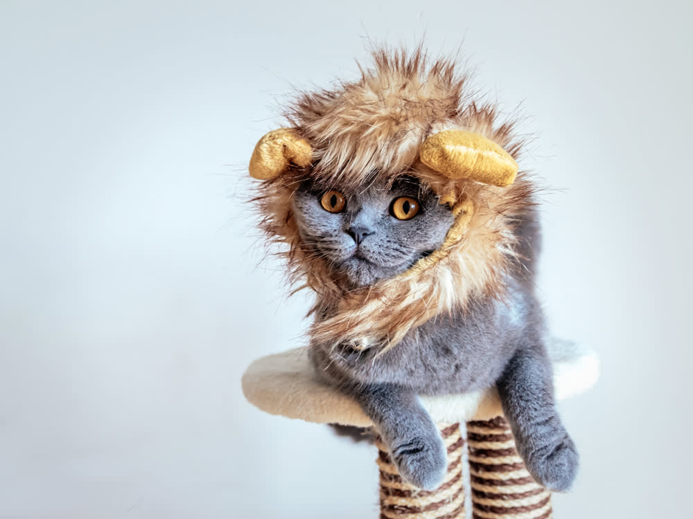 Your Cat Does Not Want a Costume. Dress Them Anyway, Like This.