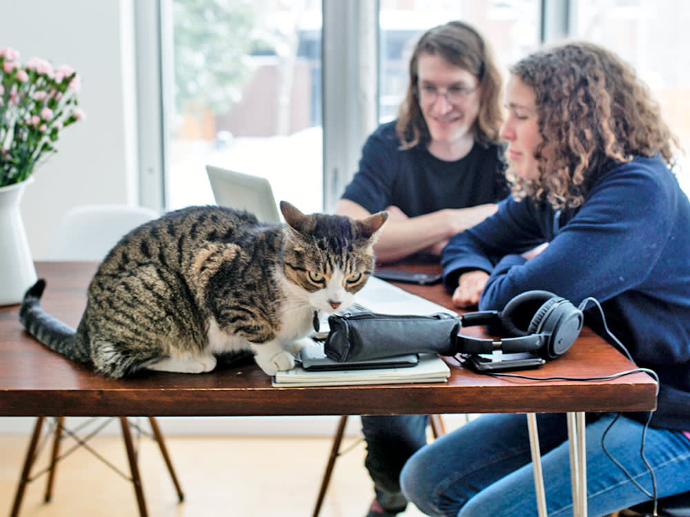Your Cat Isn't Being Dramatic. 8 Things That Genuinely Wound Them