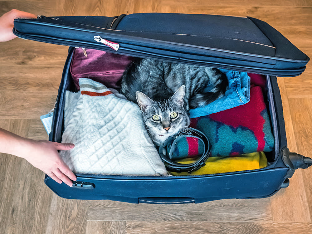 Your Cat Isn't Trying to Come With You. It's the Best Box in the House.