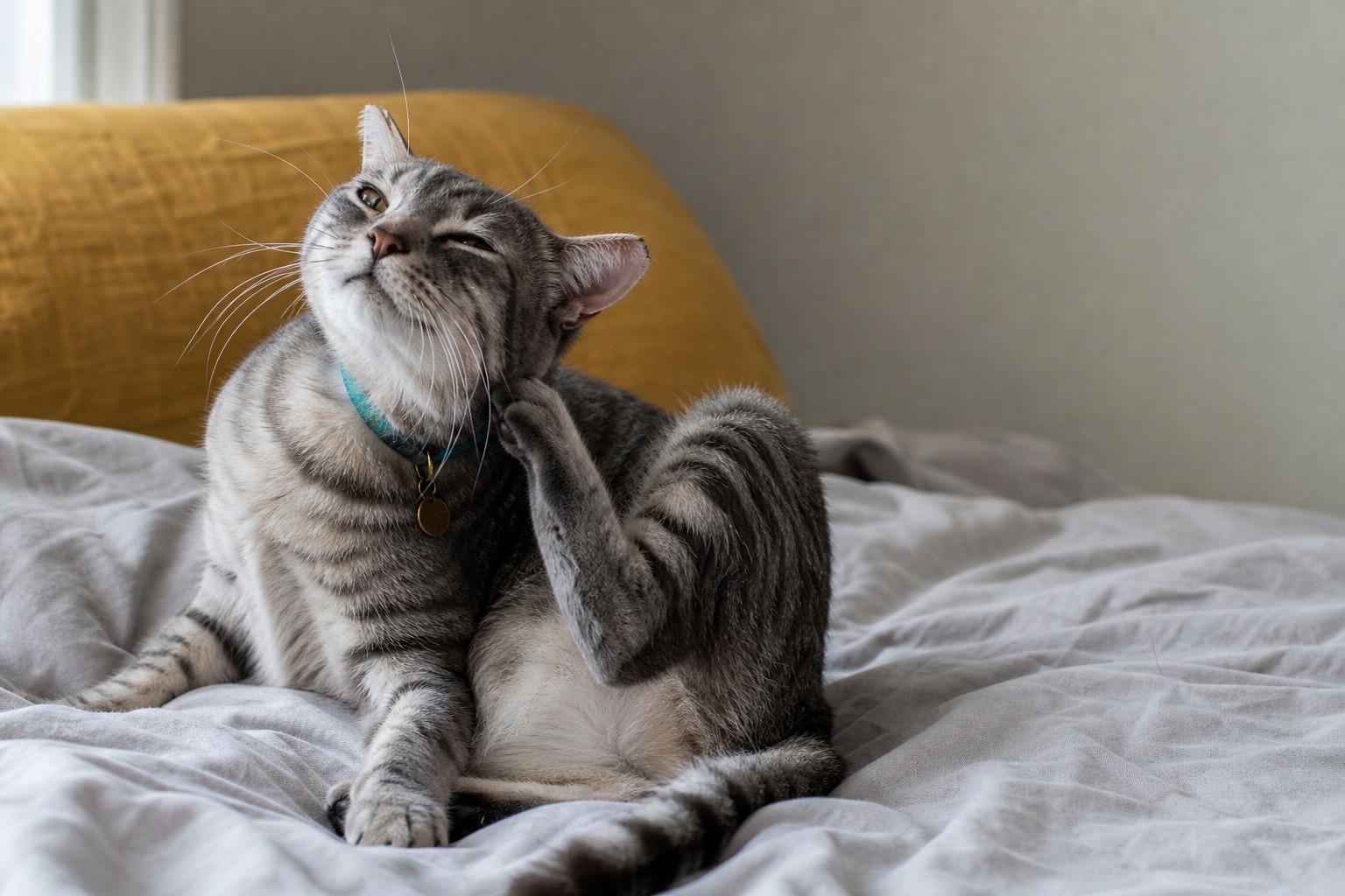 Your Cat's Itch Isn't the Problem. Not Knowing Why Is