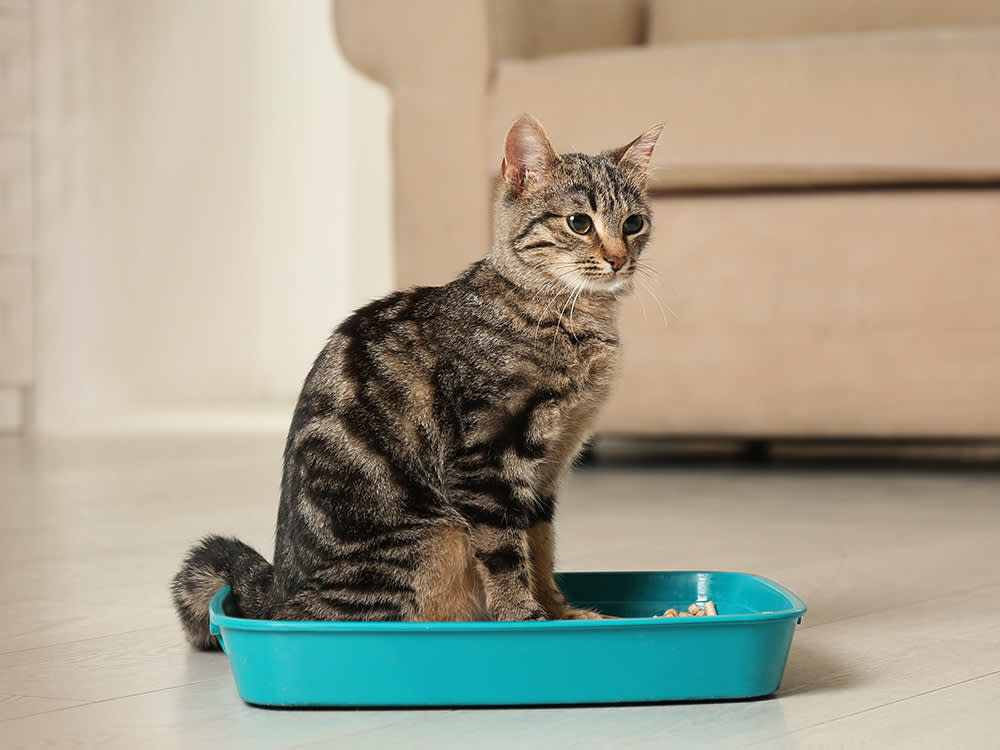When a Cat Snubs the Litter Box, They're Filing a Complaint. Learn to Read It.
