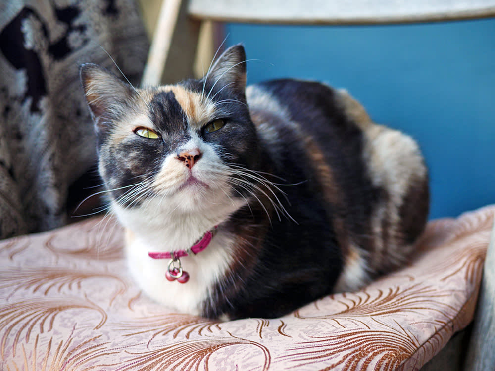 The Cat Loaf Has a Dark Version. It's in the Face, Not the Paws.
