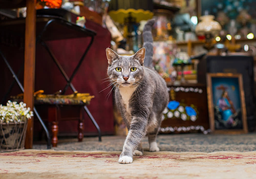The Cat Lover's New York Is Really a Map of Cats Who Need Homes