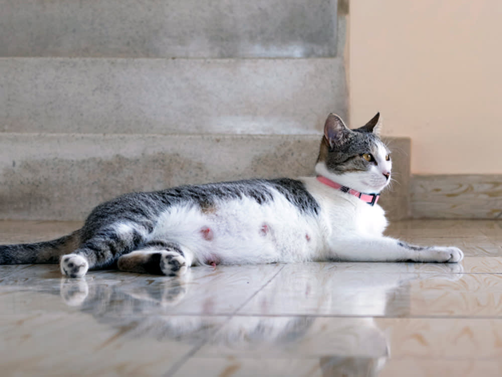 Your Cat's Nipples Won't Tell You She's Pregnant. They Might Tell You Something Worse.