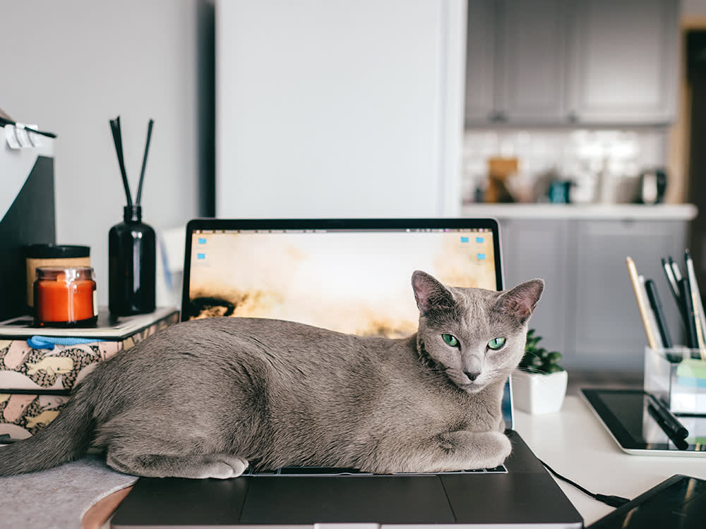 Your House Is Too Cold for Your Cat. Your Laptop Isn't.
