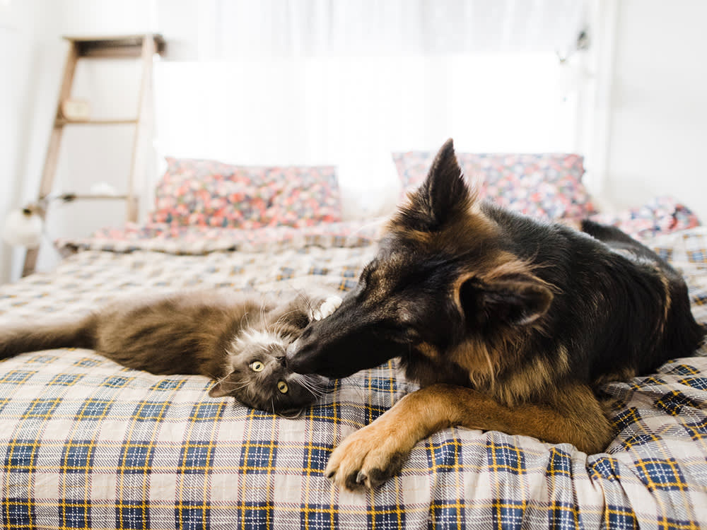 Cat or Dog? Stop Asking Which Is Better and Ask This Instead