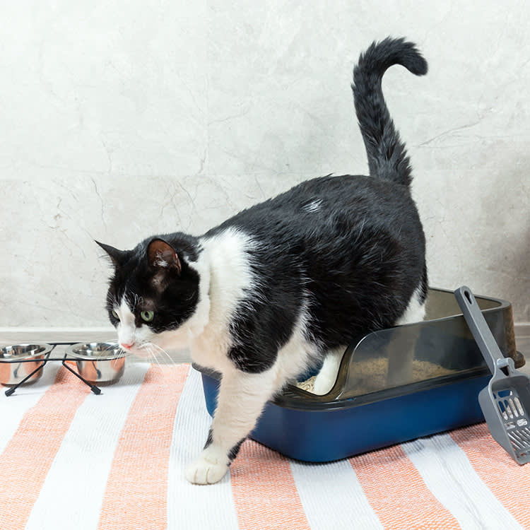 8 Reasons Your Cat's Pee Suddenly Smells Worse (a UTI Is Rarely One)