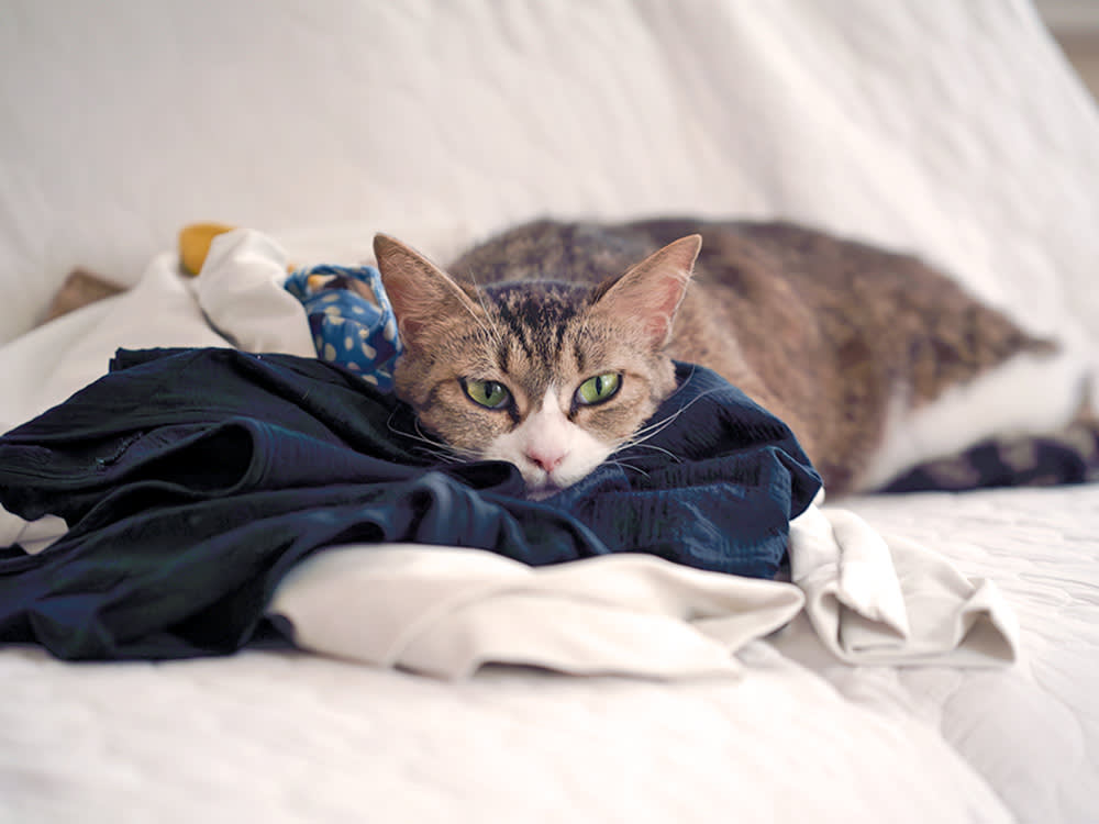 Your Cat Peed on Your Clothes. The Fabric Is the Clue.
