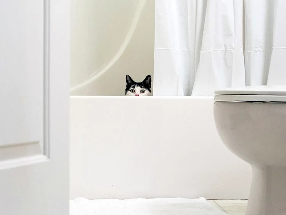 Cat Peeing in the Bathtub? Reach for the Vet, Not the Bleach.