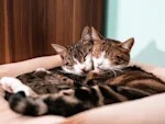 Your Cat Is Leaving Invisible Notes All Over Your House