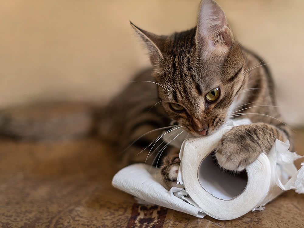 Your Cat Eating Your Shoelaces Isn't a Quirk. It Might Be Pica.