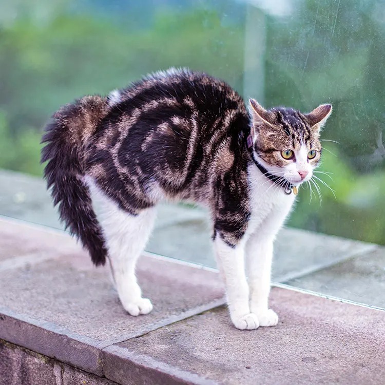 Your Cat Can Fake a Purr. They Can't Fake This.