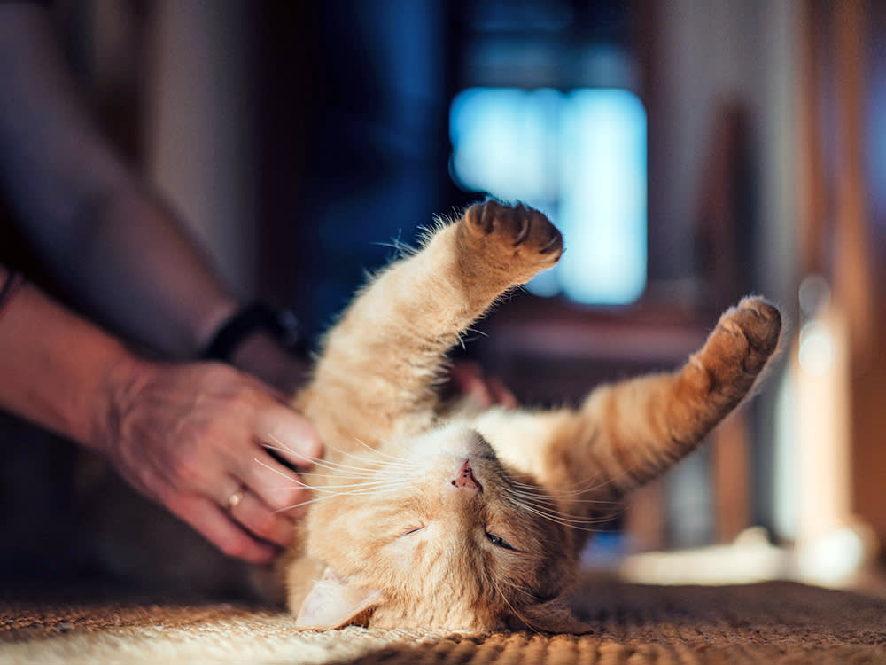 That Belly Is Not an Invitation. It's a Sentence.