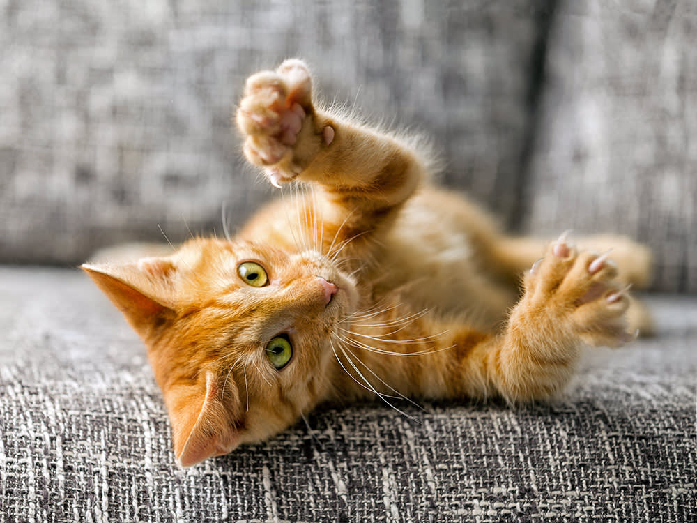 Cat Scratch Fever Isn't a Rock Song. It's a Real Infection (You Still Don't Need to Panic).