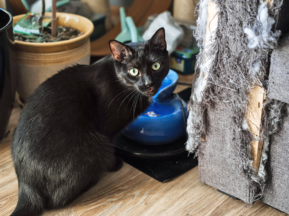 The Couch Isn't the Problem. It's Where You Put the Scratching Post.