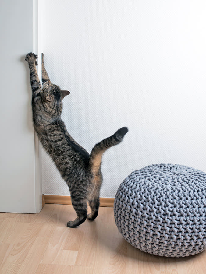 Your Cat Isn't Attacking the Wall. Read the Spot.