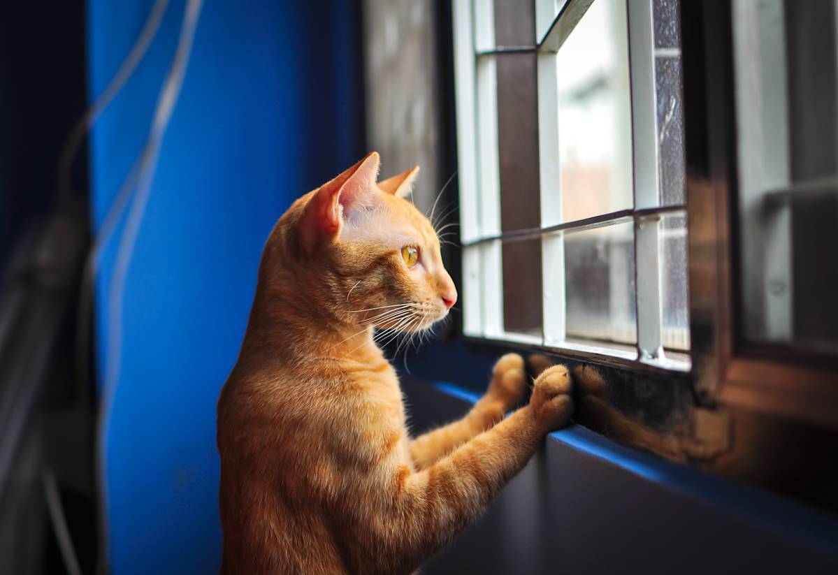 Your Cat Isn't Acting Out. The Timing Says It's Anxiety.