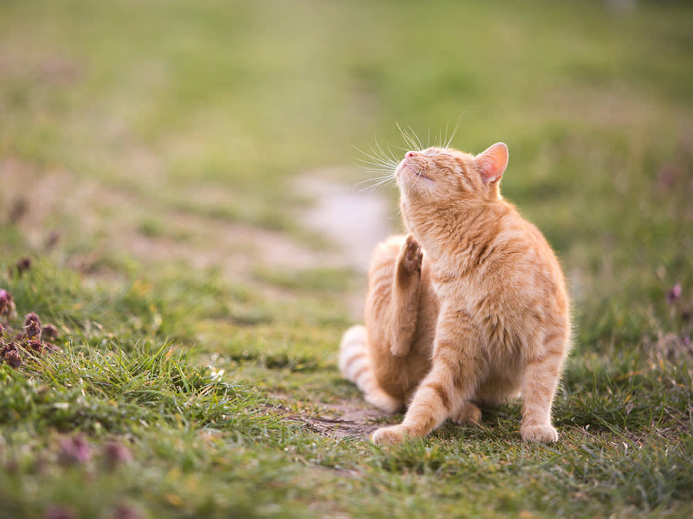 That Scaly Patch on Your Cat Could Be Yours Next