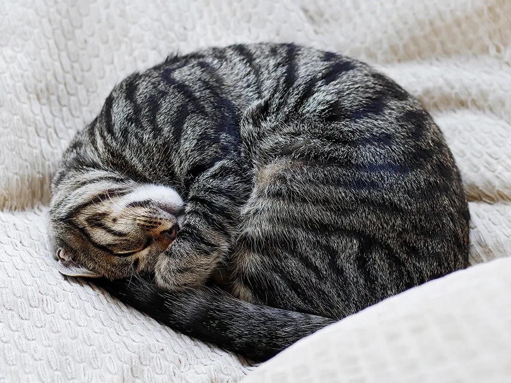 16 Hours of Sleep Is Normal. The Cat You Should Worry About Sleeps 'Fine.'