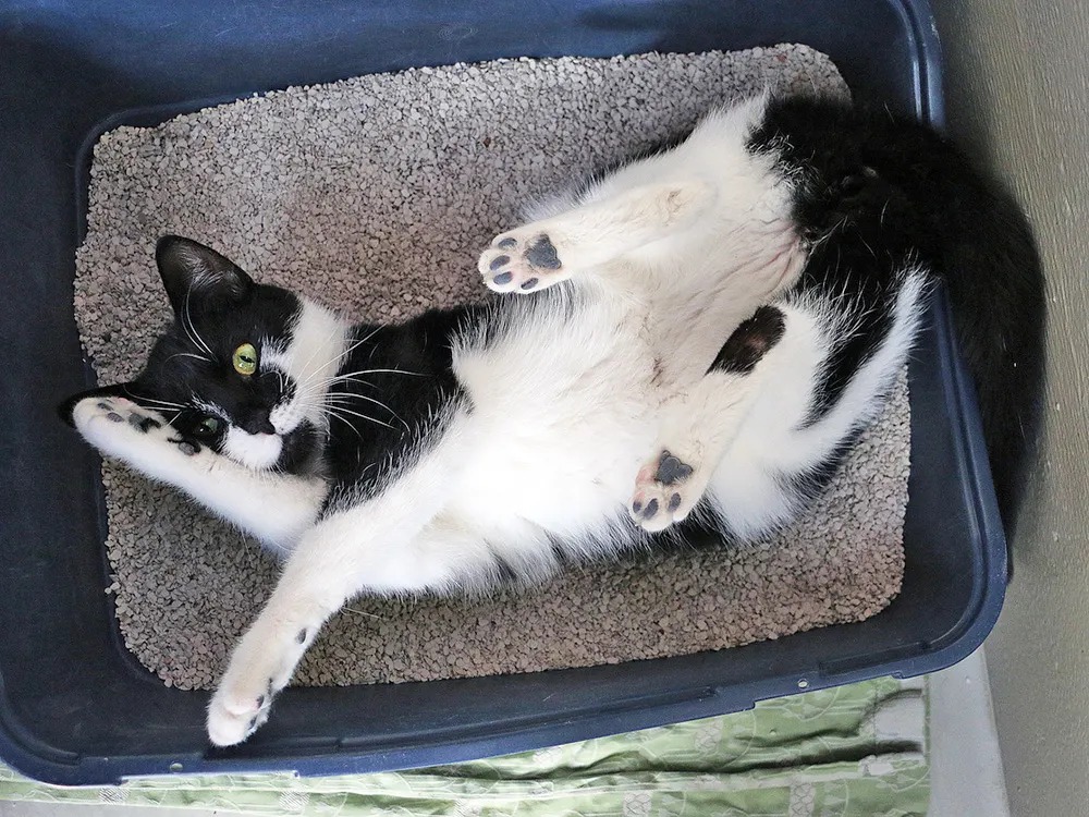 Your Cat Sleeps in the Litter Box. That's a Message, Not a Quirk