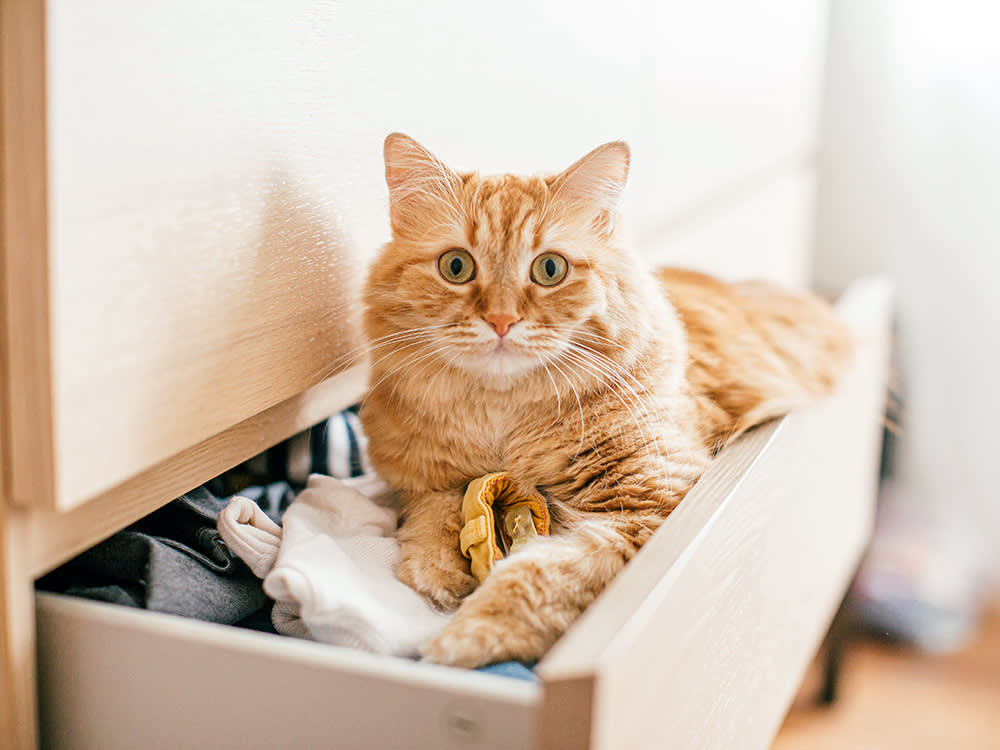 Your Cat Isn't Cuddling Your Laundry. Your House Is Freezing.
