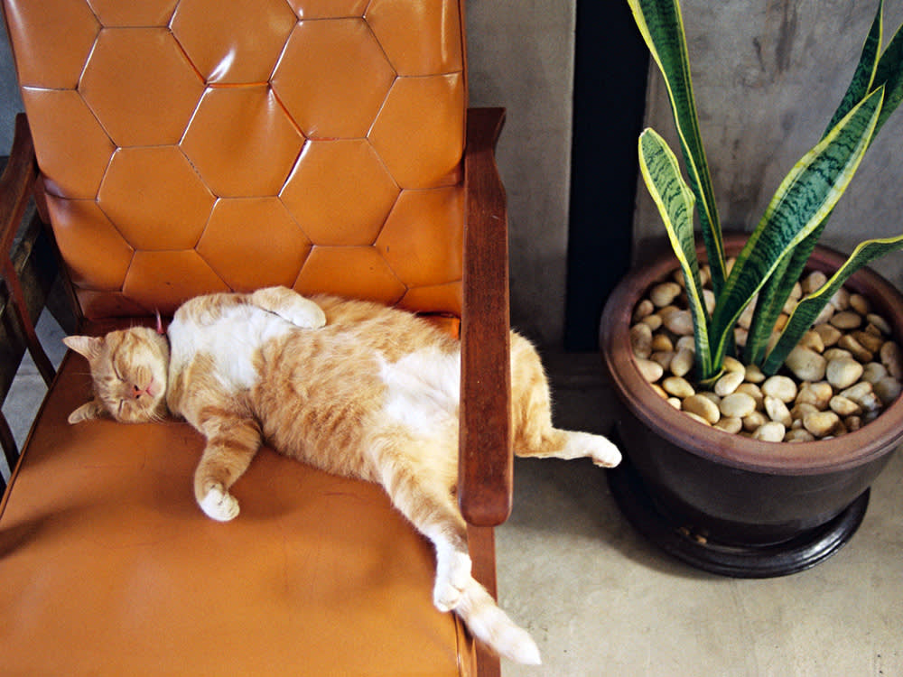 Your Cat's Sleeping Position Is a Security Report. Here's How to Read It