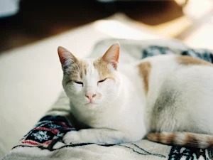 Your Cat Has Been Trying to Talk to You. Slow Blink Back.