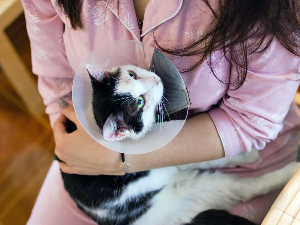 Getting Your Cat Fixed Can Cost $0 or $500