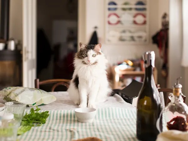Your Cat's Creepy Stare Is a Sentence. Read the Pupils First.