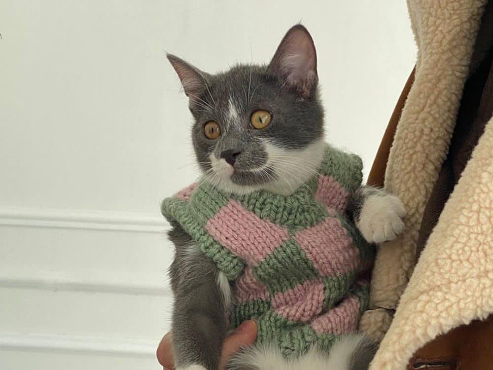 Most Cats Don't Need a Sweater. The Ones That Do Deserve This One.