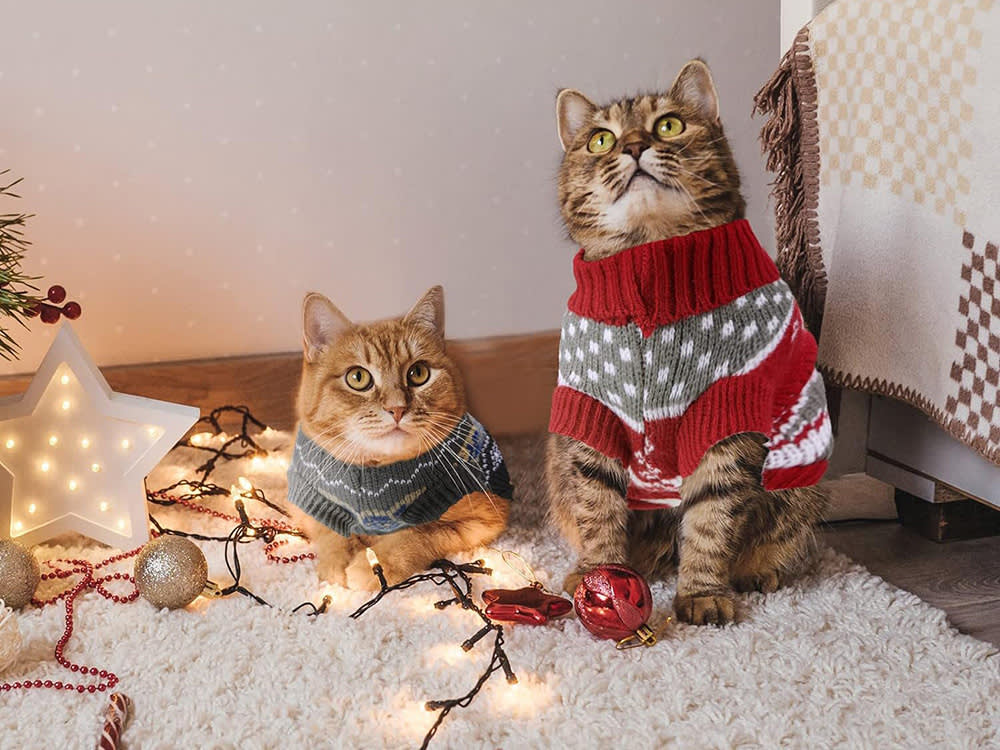 Most Cats Don't Need a Sweater. These 7 Are for the Ones That Do.