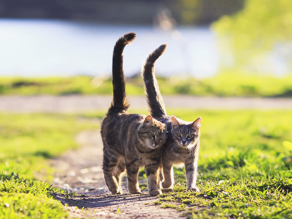 Your Cat's Tail Isn't Talking to You. It's Talking to Whatever They're Looking At.