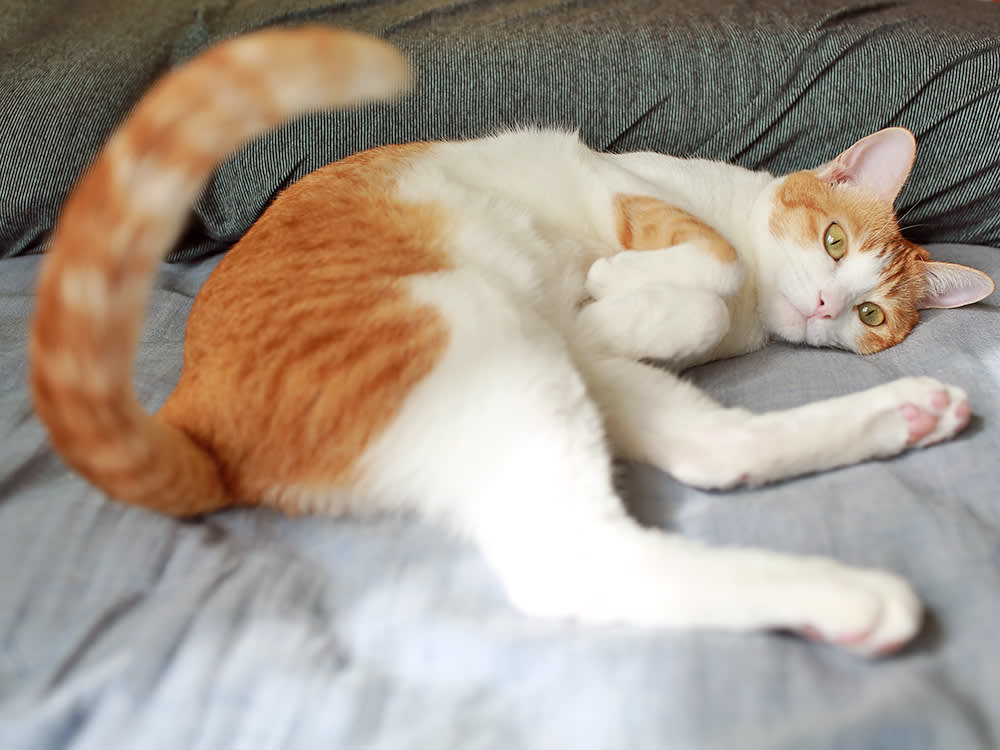 A Wagging Tail on a Cat Isn't a Happy Tail. Here's What It Actually Means.