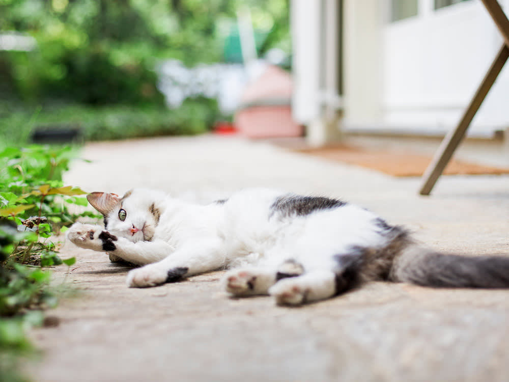The 'Rice' Near Your Cat's Tail Is Alive. Here's What to Do.