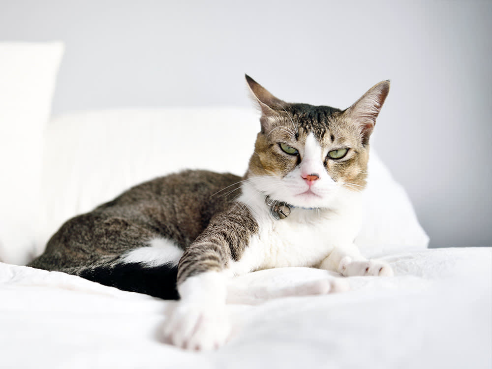 Your Cat's 'UTI' Probably Isn't One. Here's What's Really Going On