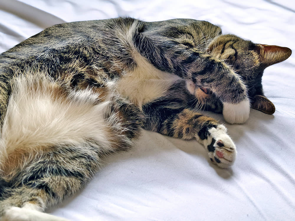 One Watery Eye in Your Cat: Wipe-and-Watch, or Call the Vet Today?