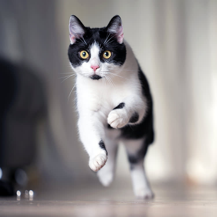 Your Cat Isn't Seeing Ghosts. They're Finishing a Hunt That Never Started.