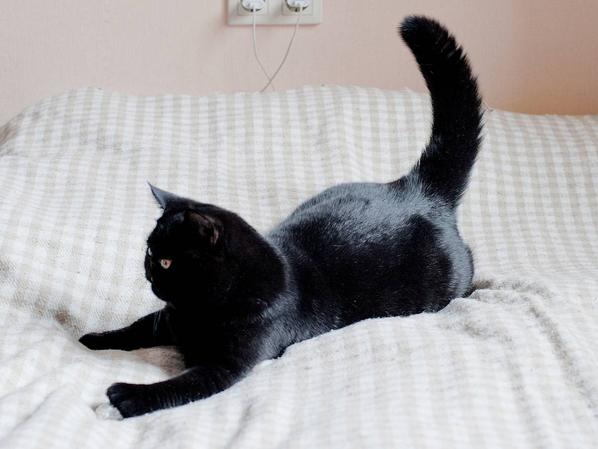 Your Cat's 3 A.M. Meltdown Isn't Random. It's a Schedule You Built