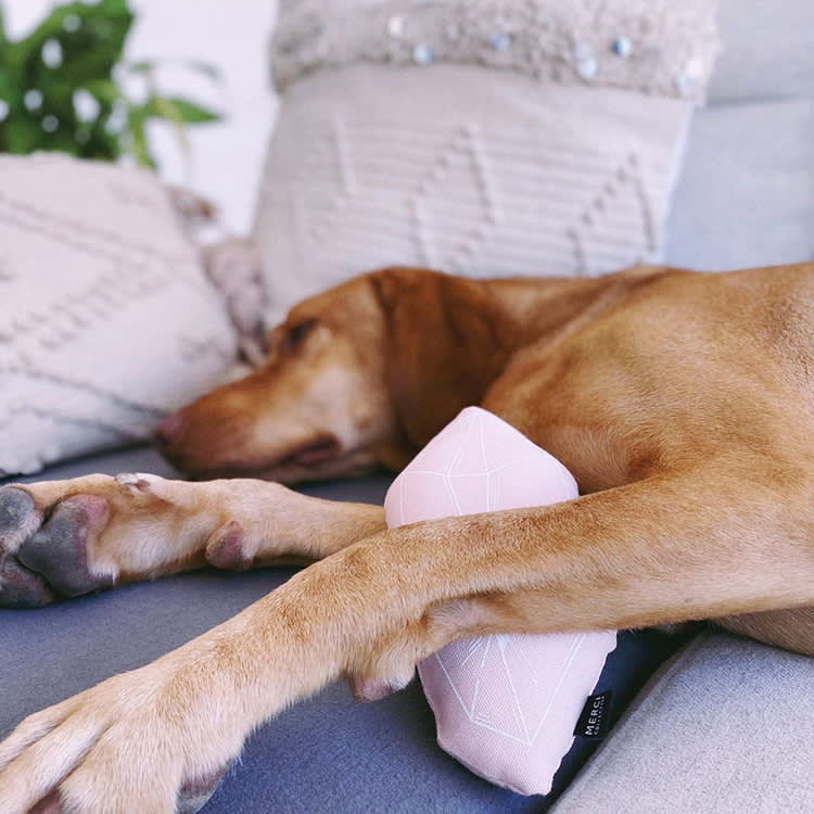 Catnip Won't Mellow Your Dog. What It Actually Does Is Stranger