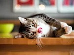 Your Cat Doesn't Need to Eat Catnip to Get High. Eating It Is the Risky Part