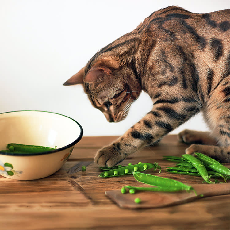 Peas Off Your Plate Are Fine for Cats. Peas in the Bag Are the Ones to Read About