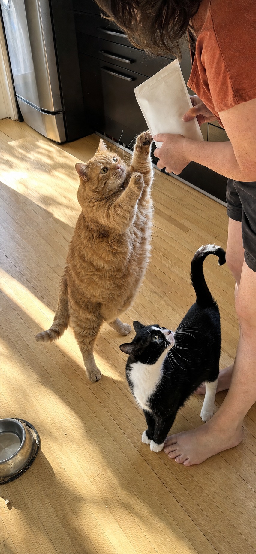 Your Cat Isn't Hungry. Unless These Three Things Are Also True.