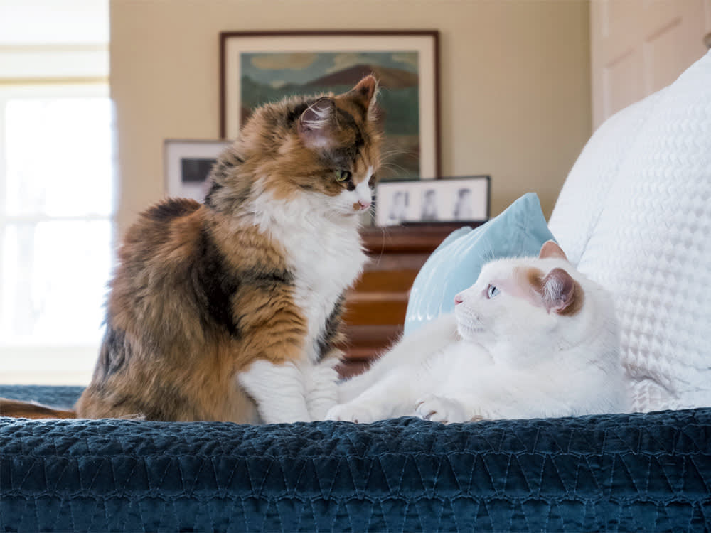 Cats Copy Each Other's Faces. AI Caught Them Doing It.