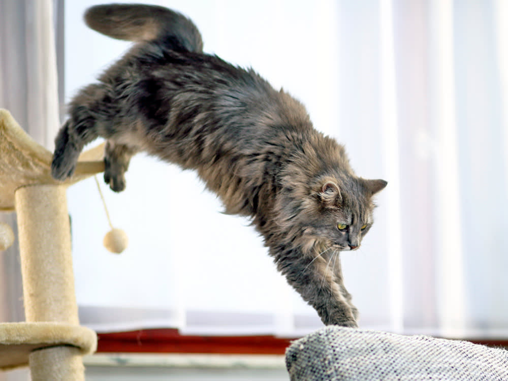 Cats Don't Always Land on Their Feet. Scientists Just Found the Part That Does the Work